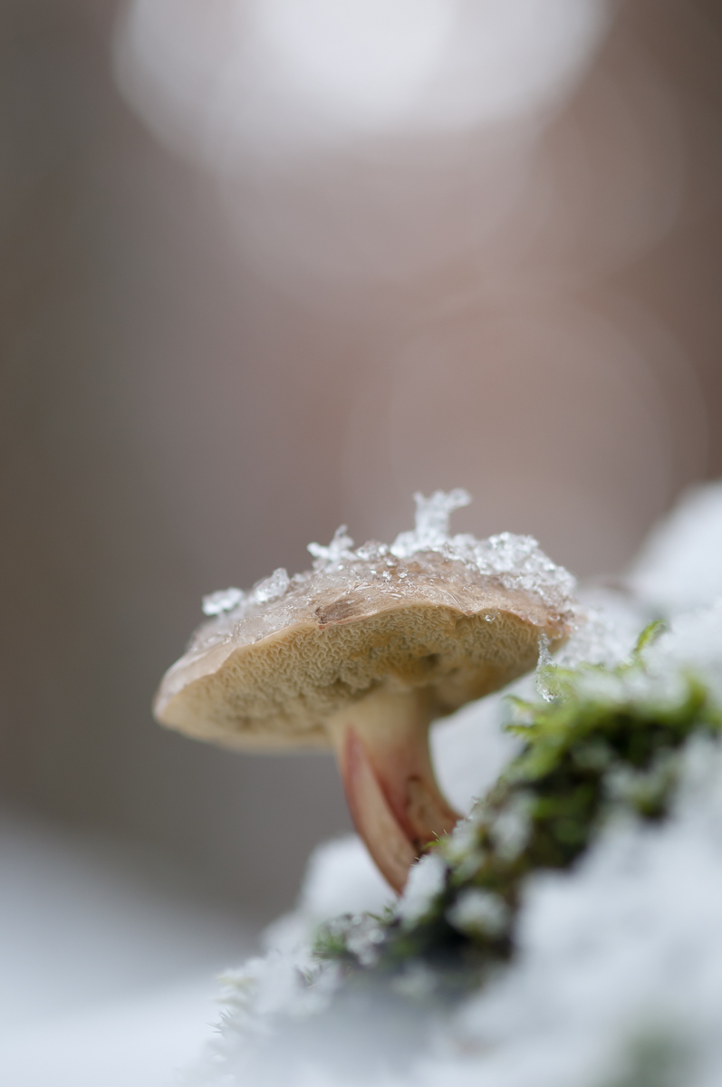 DSC_9488.jpg