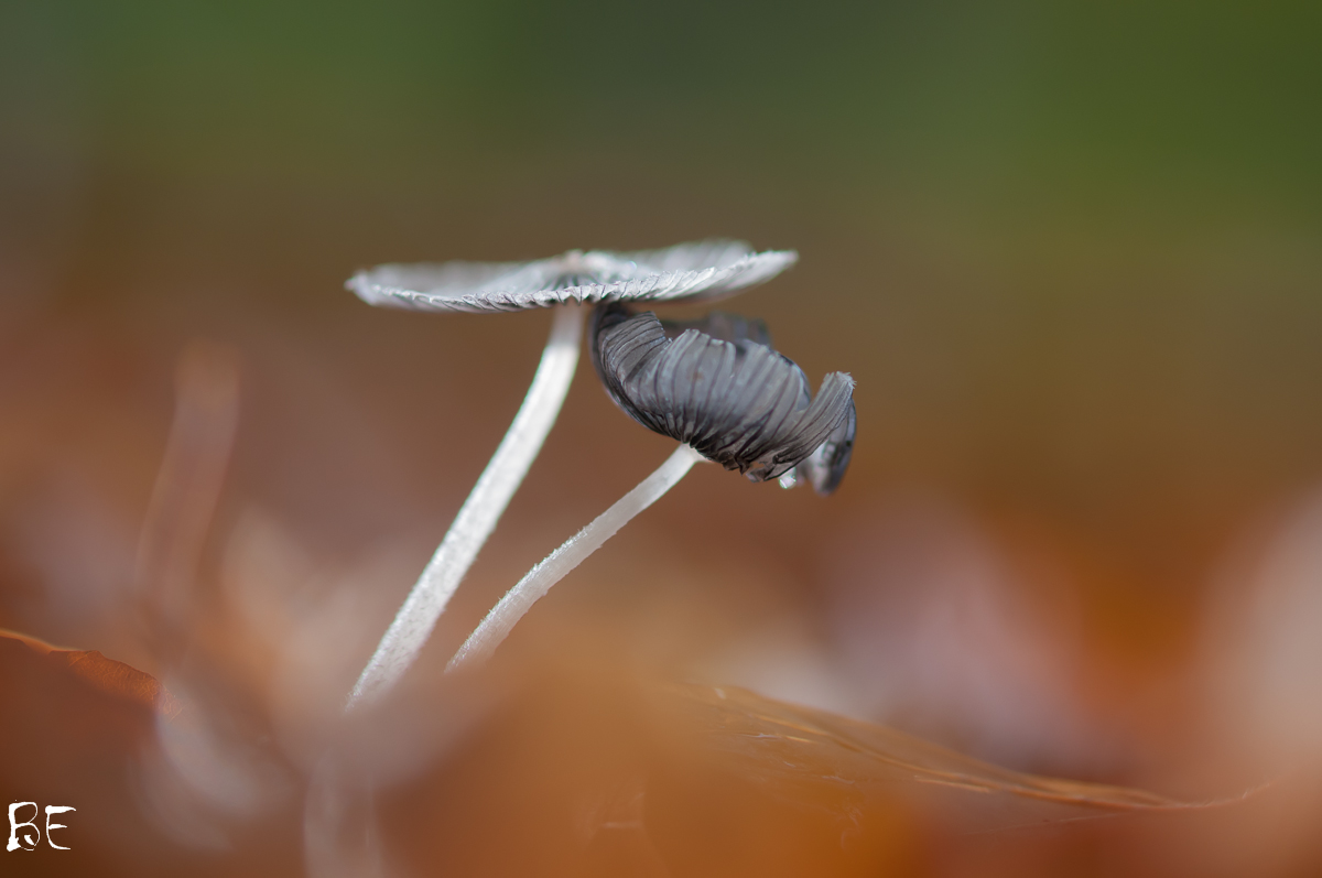 DSC_9735.jpg