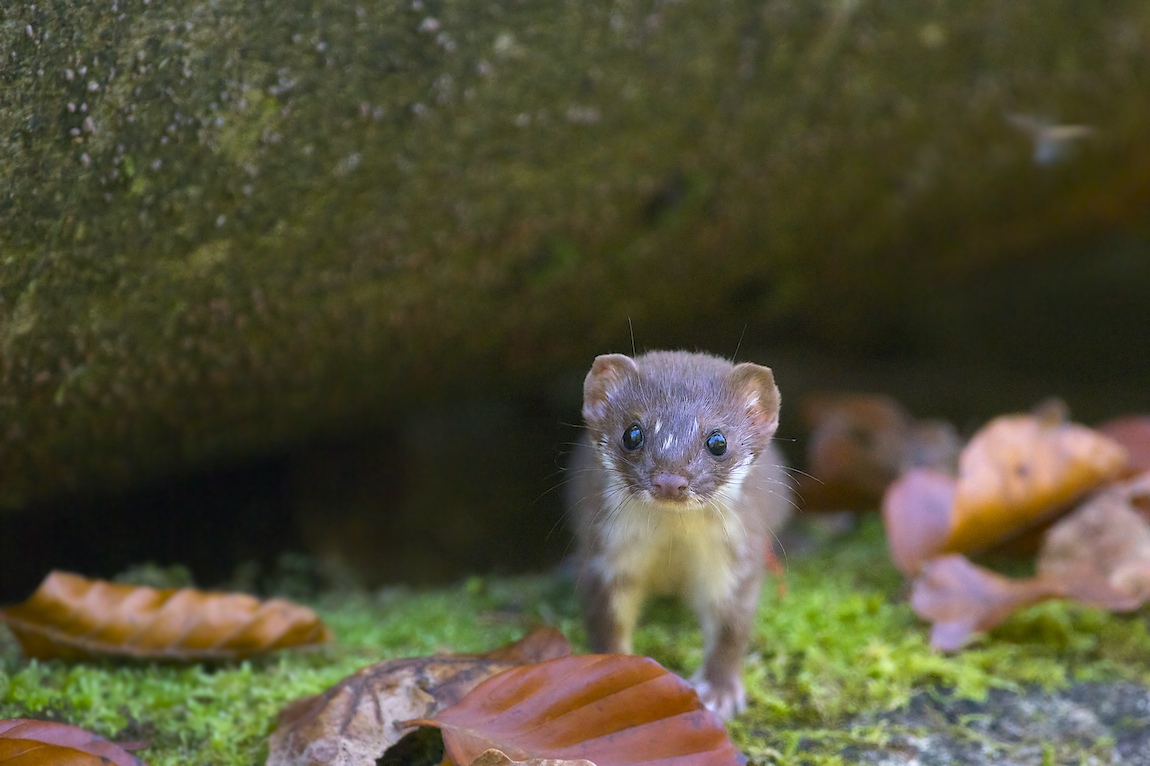 Mauswiesel überaschende Begegnung im Wald.jpg