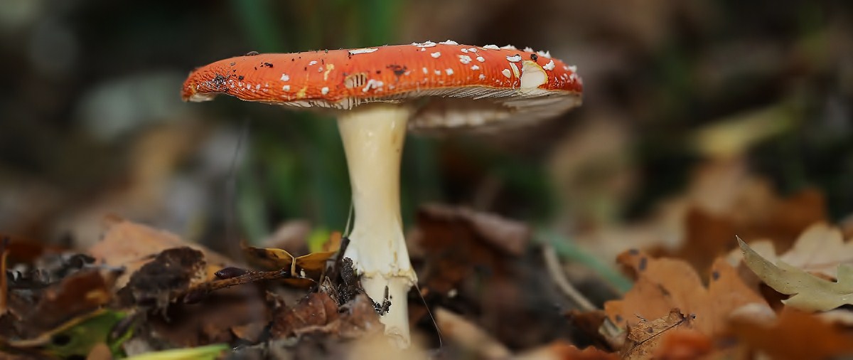 Fliegenpilz.jpg
