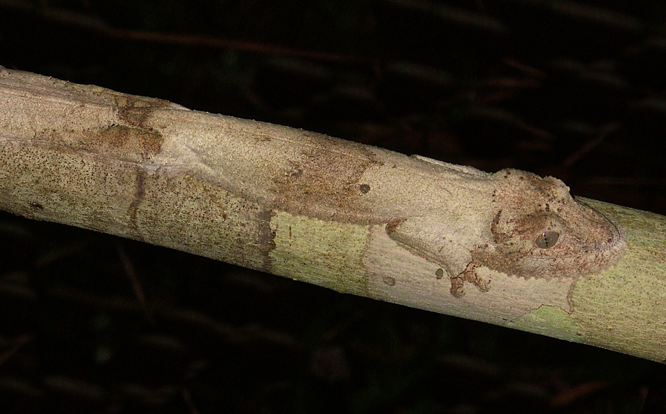 Uroplatus_01.jpg