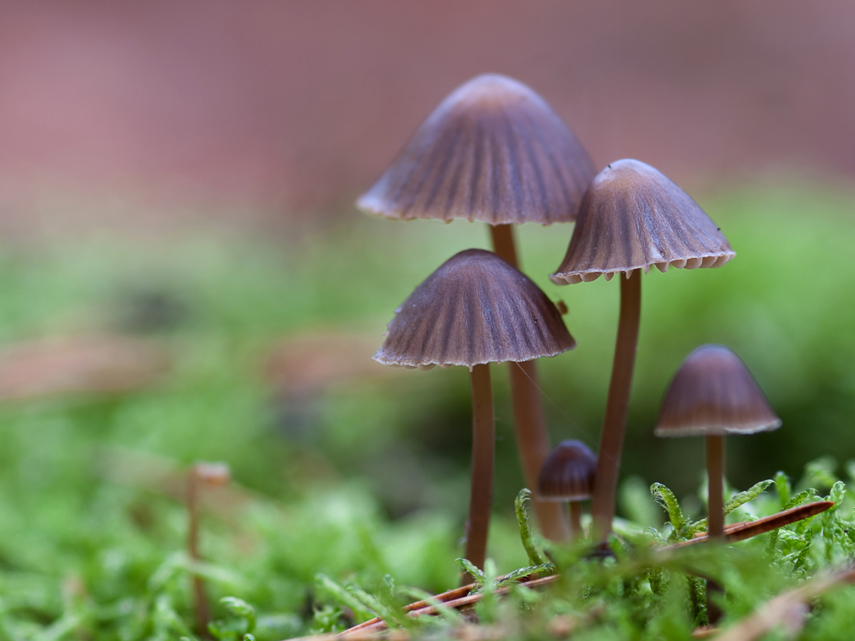 Fanilie-Pilz_filtered.jpg