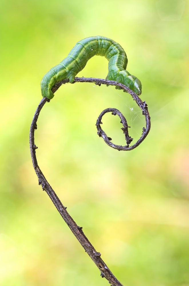 IMGP9957sma.jpg