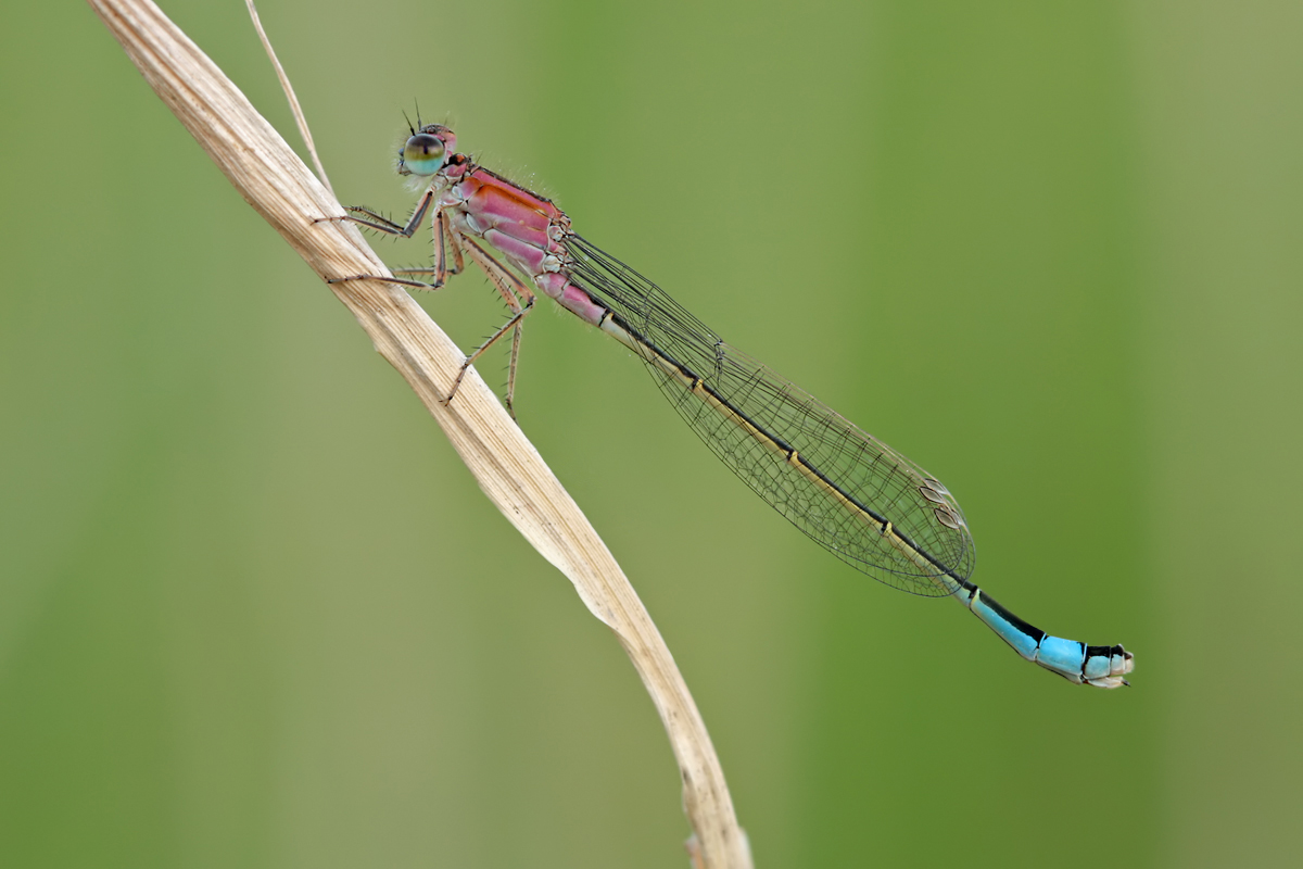 Ischnura elegans_w_juvenil_IMG_9552b.jpg
