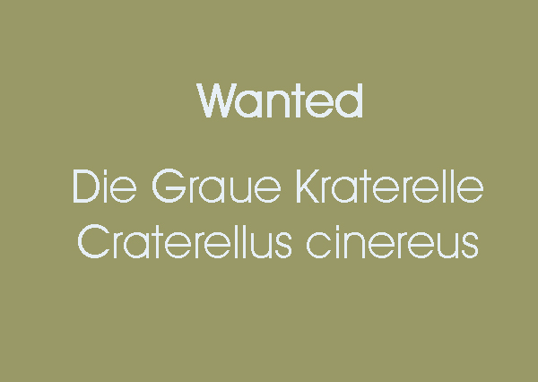 wanted-craterelle.jpg