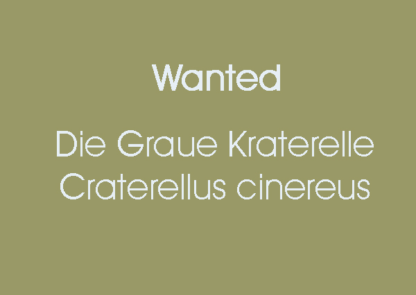 wanted-craterelle.jpg