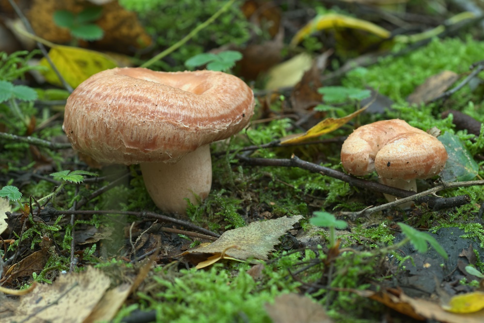D90_10579.jpg