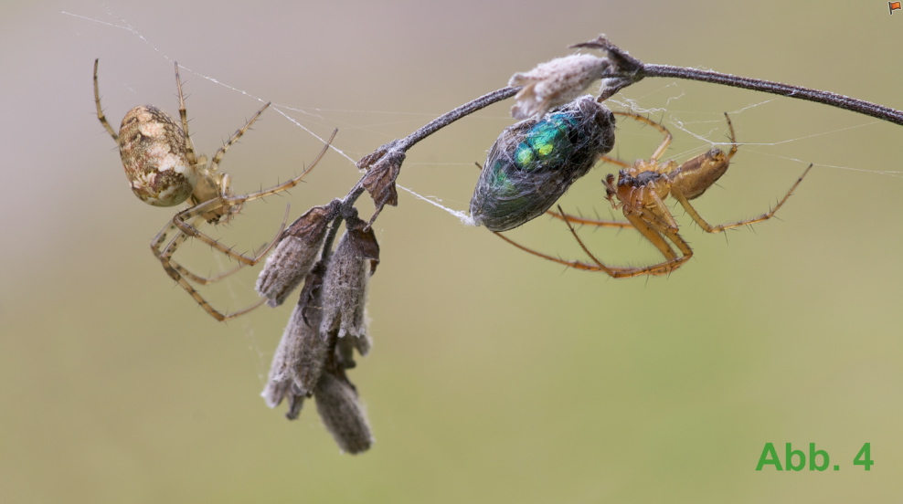 HrbstSpinne_Ab04.jpg