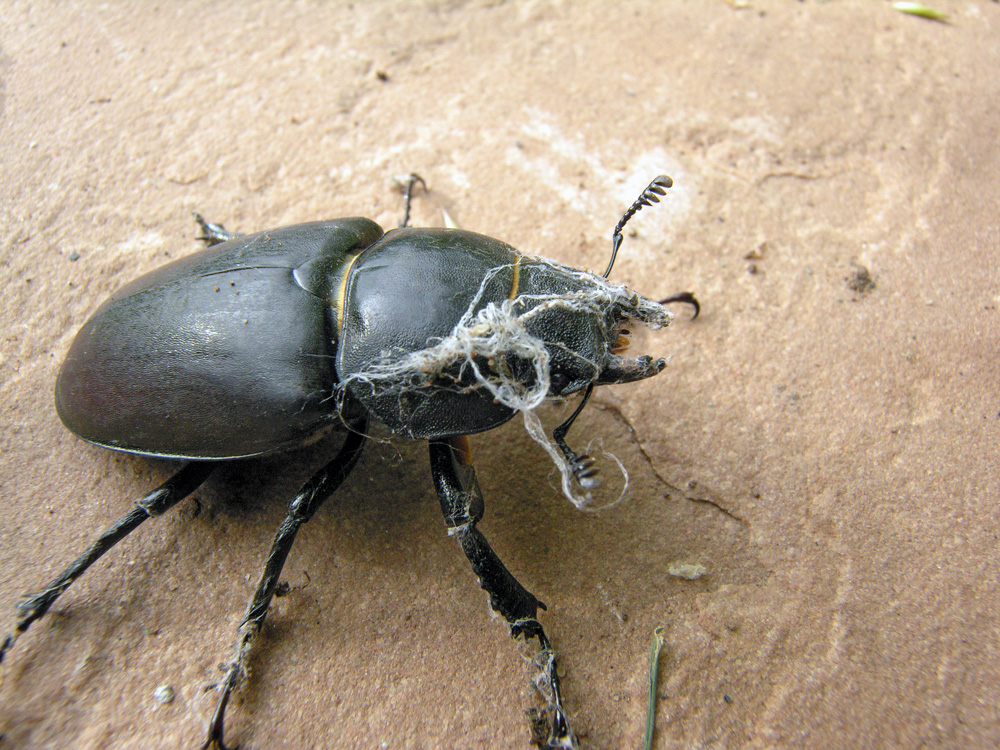 DSCN4260.JPG