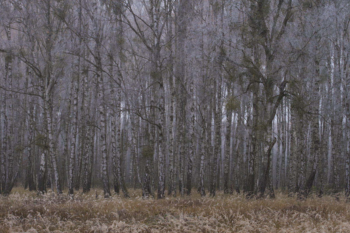_MG_5709_birkenwald.jpg