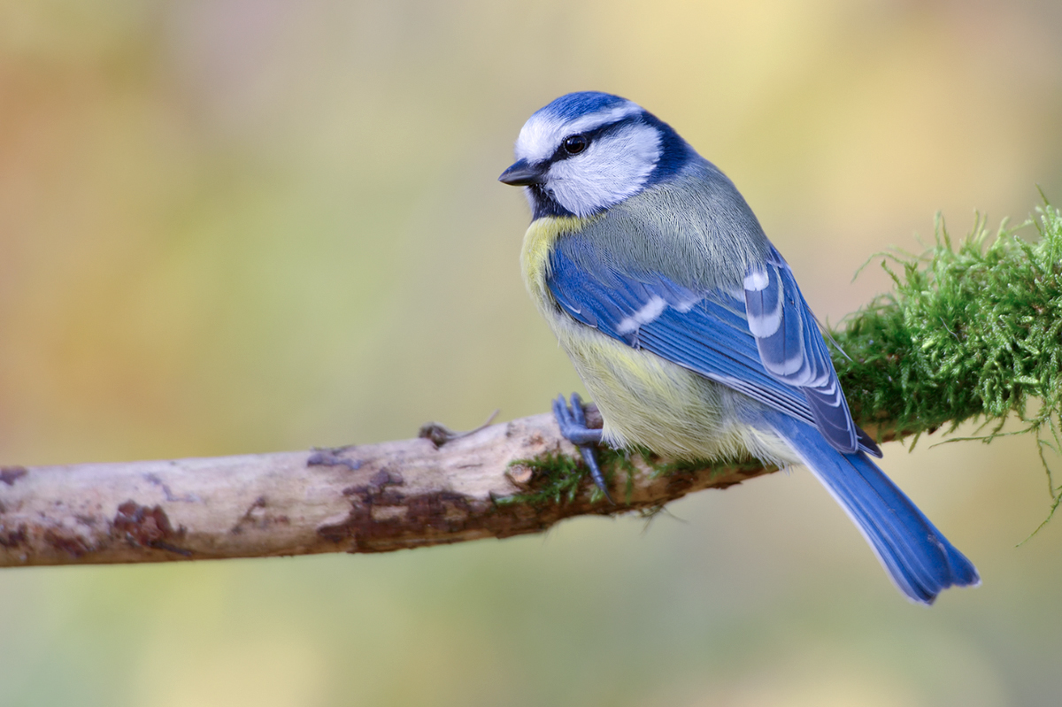 DSC_0565a.jpg