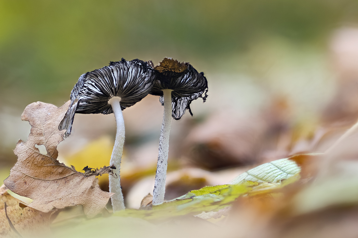 Pilz_MF_2012 11 23_9620-Bearbeitet-Bearbeitet.jpg
