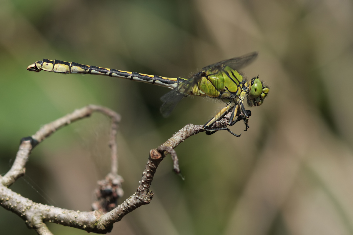 Ophiogomphus cecilia_m_IMG_5706a.jpg