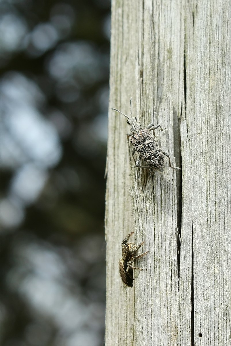 saltigrhag01makro.jpg