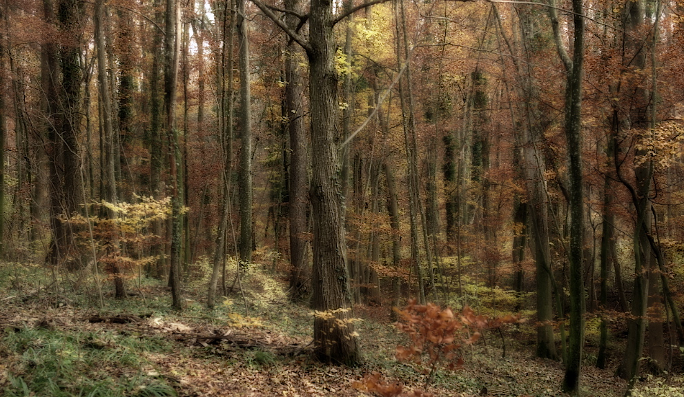 Herbstwald_MF_01.jpg