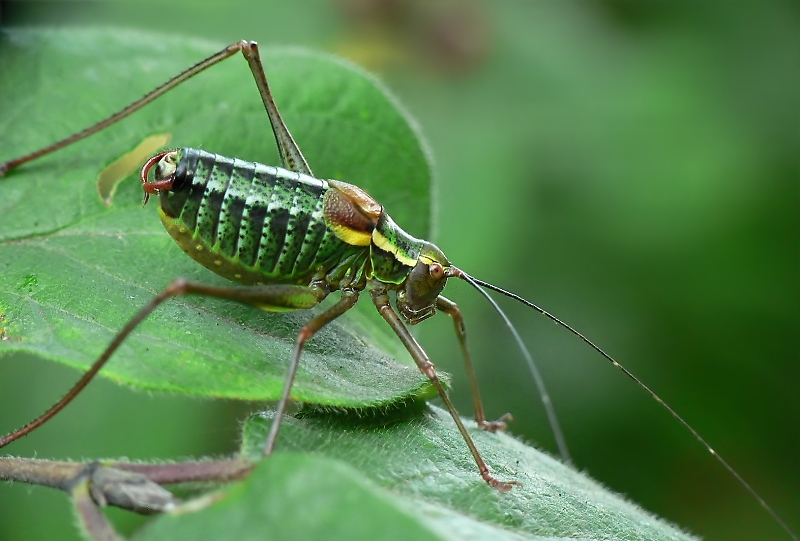 südl. buntschrecke.jpg