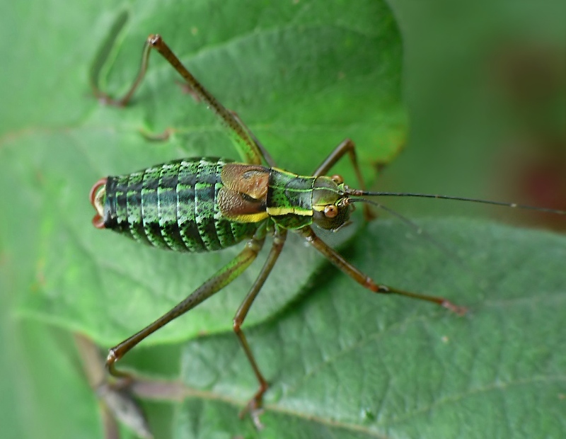 südl. buntschrecke von oben.jpg