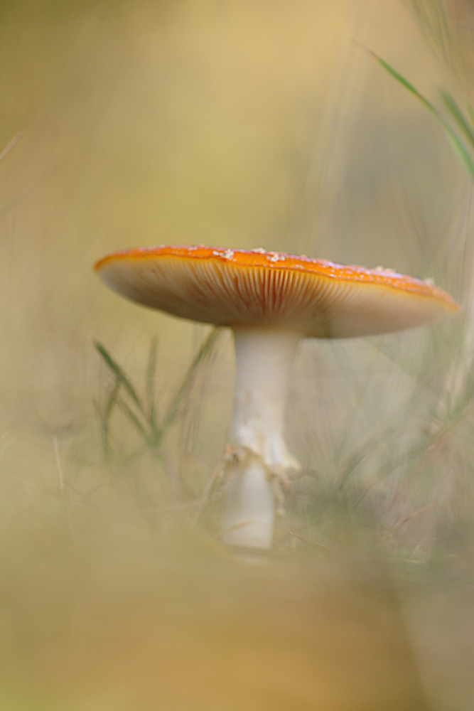 DSC_1940-2.jpg
