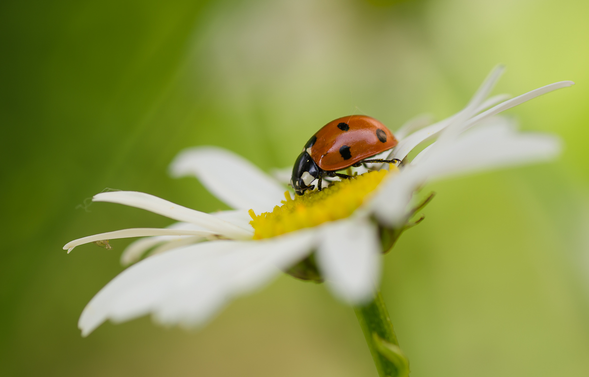 _DSC2762-3-1.jpg