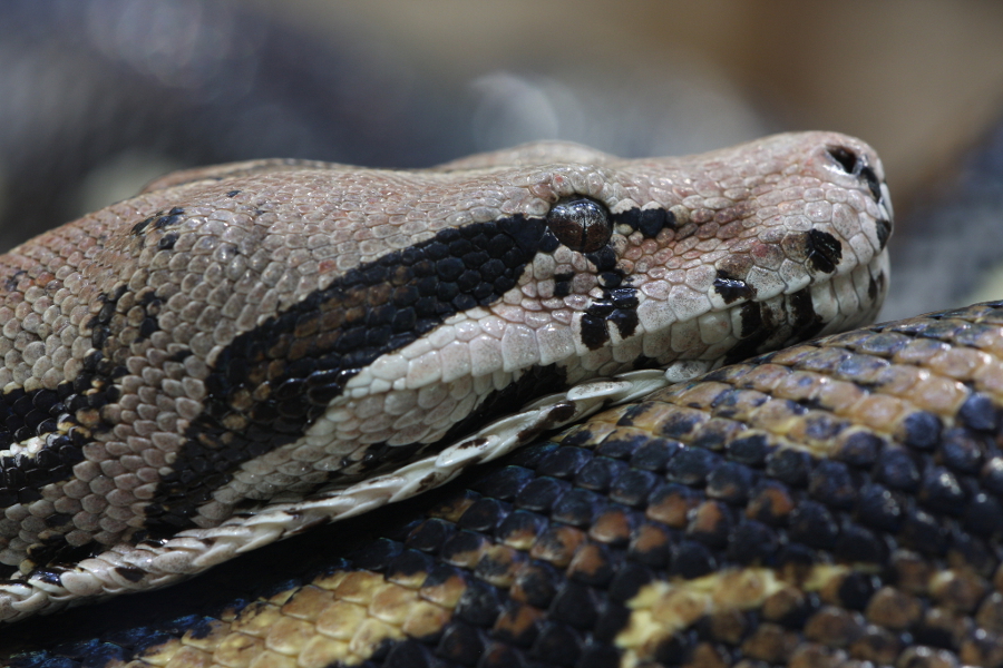 boa_constrictor.JPG