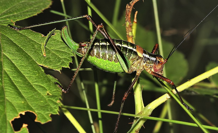 Barbitistes-constrictus web.jpg