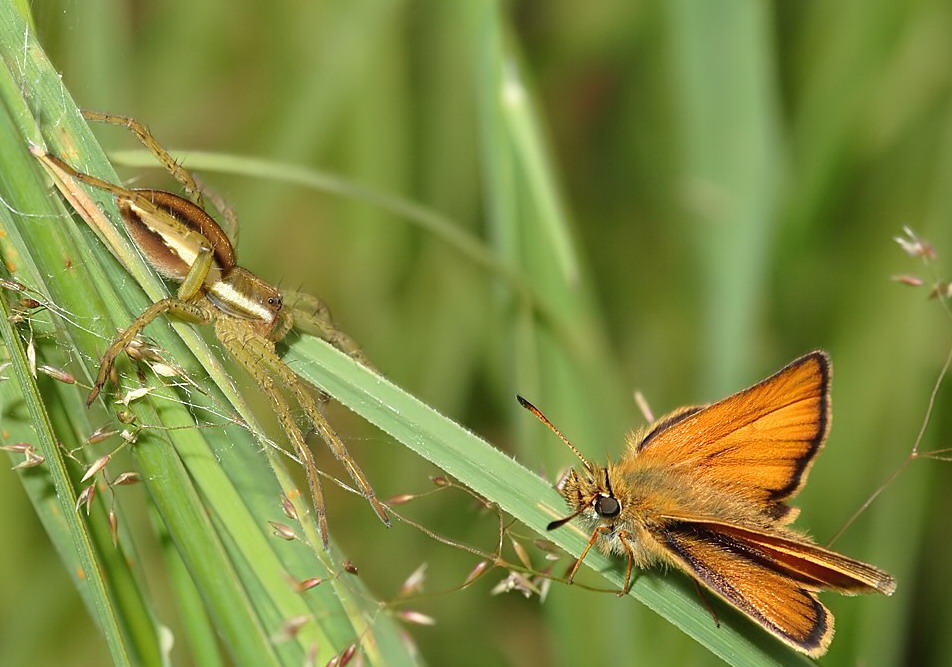 5 DolomedesDickkopfweb.jpg