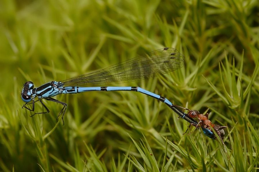 3 Coenagrion puella  Ameise web .jpg