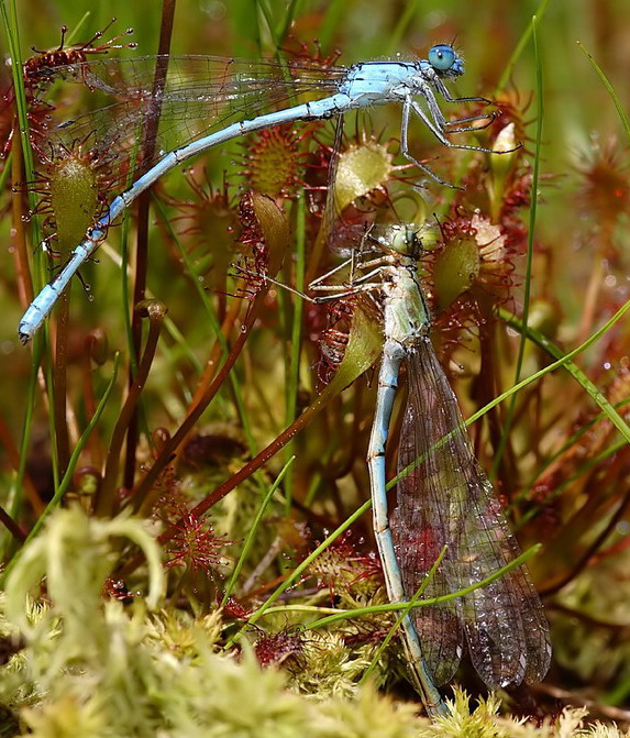 2 Becherazurjungfer.jpg