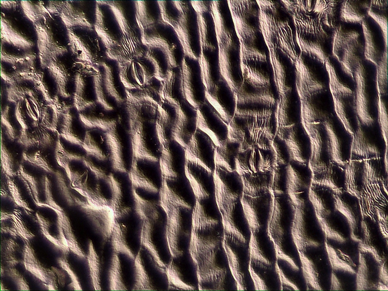 12-12-22_202127_M=B_R=8_S=4_3.jpg