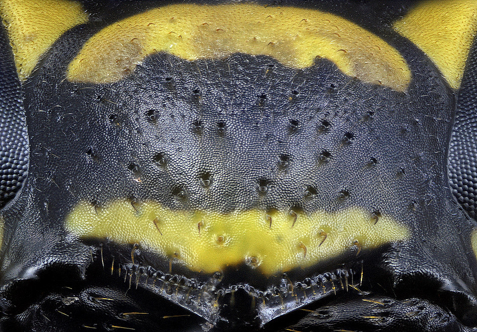 2012-12-22-09.54.06 ZS PMax_4.jpg