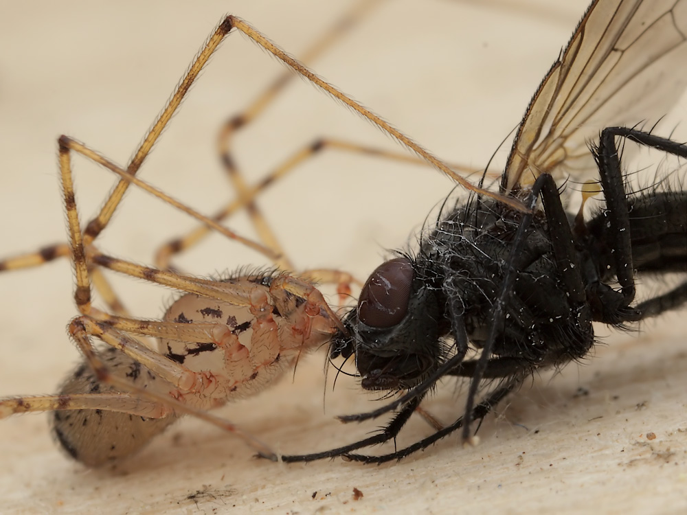 Scytodes thoracica Scythodidae Spinnen Jena 016.jpg
