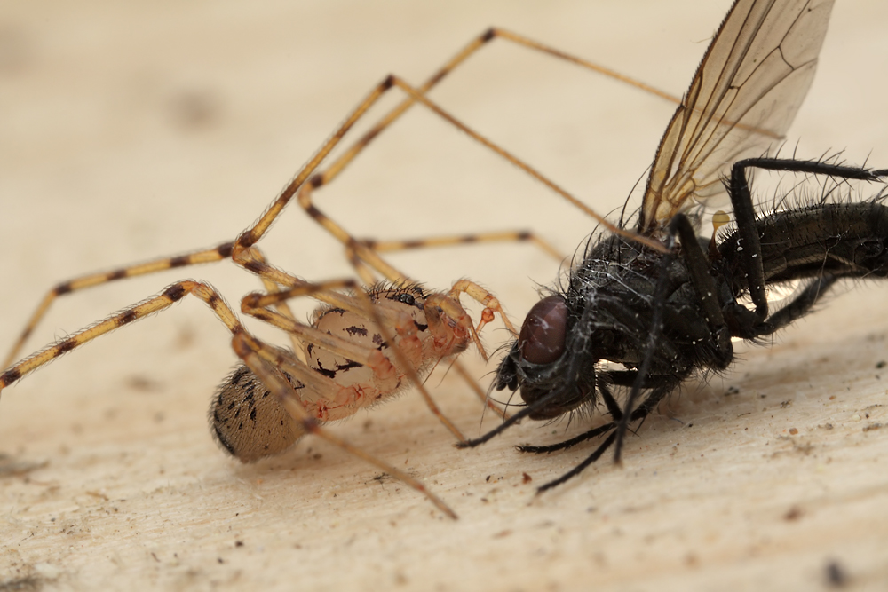 Scytodes thoracica001.jpg