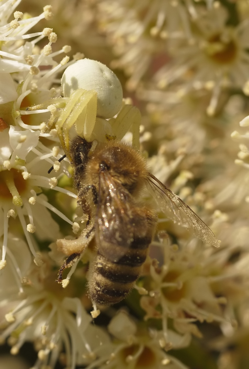 forumgf1 2033a_filtered.jpg