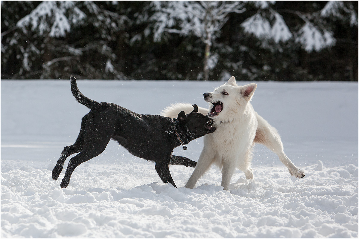 0875Molly und Wolf.jpg