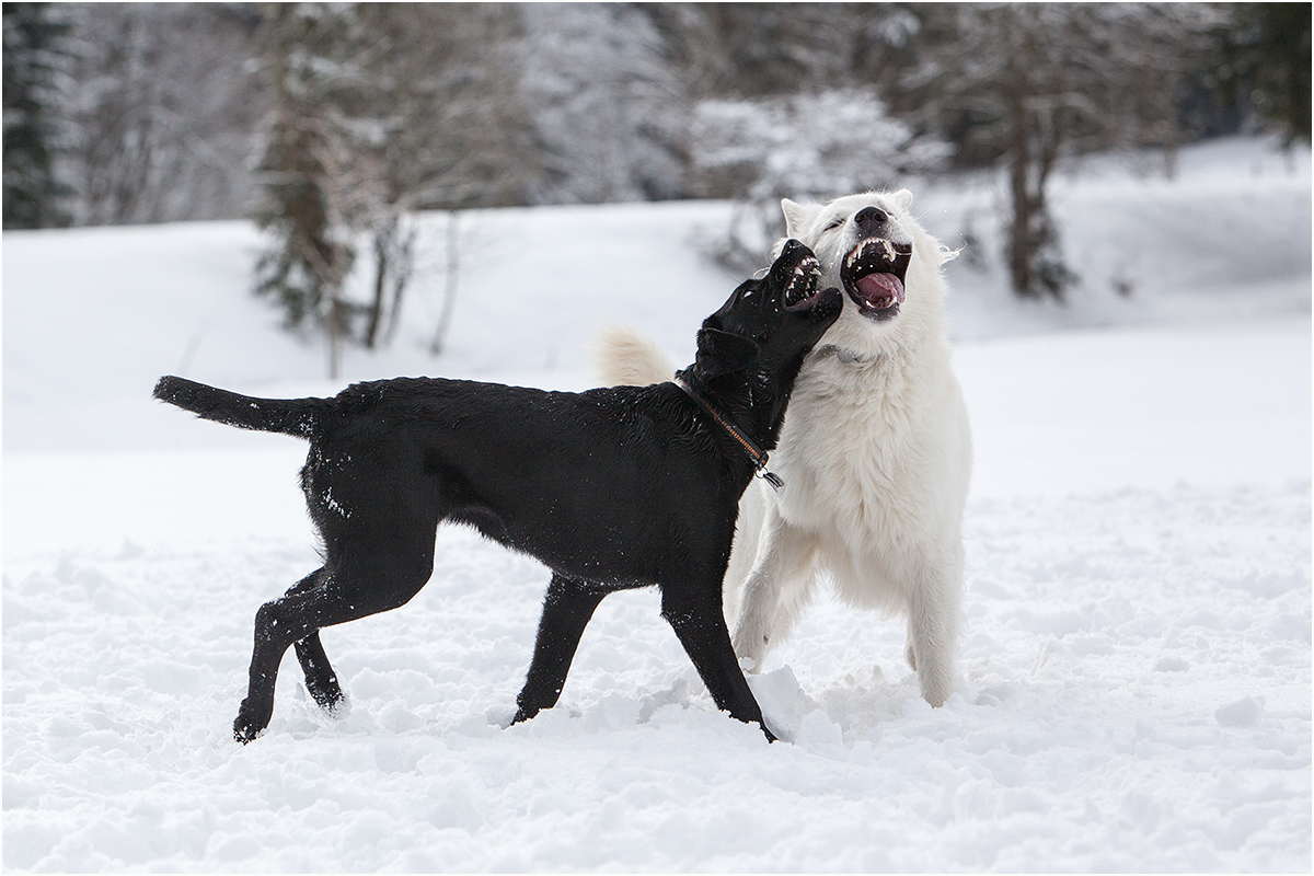 0863Molly und Wolf.jpg