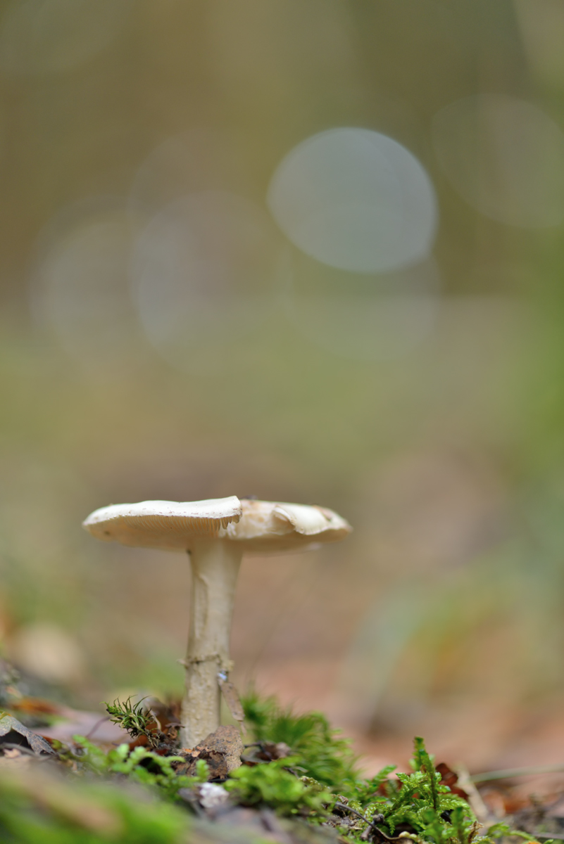 DSC_0139.jpg
