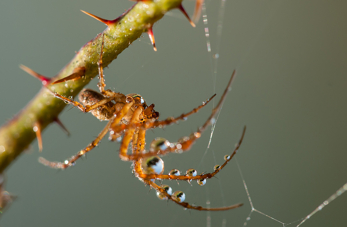 Herbstspinne 121 Kopie.jpg