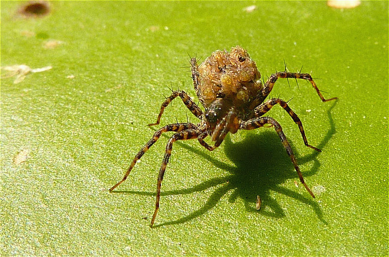 spinnenmama8.jpg