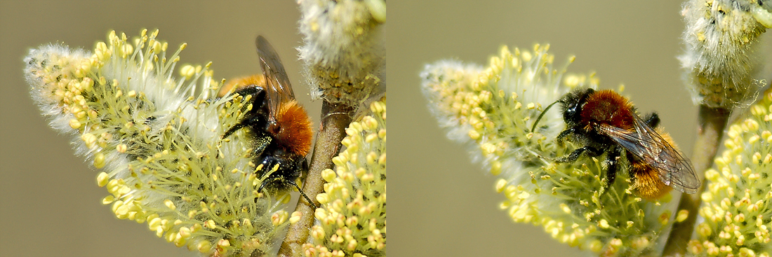 Rotpelzige_Sandbiene.jpg