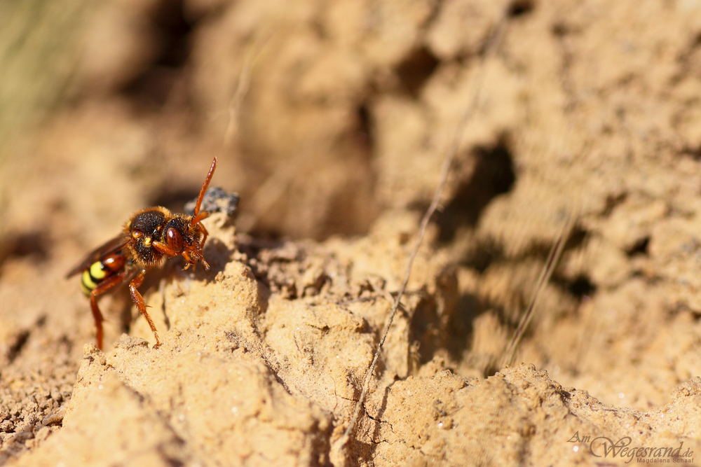 Nomada-lathburiana.jpg