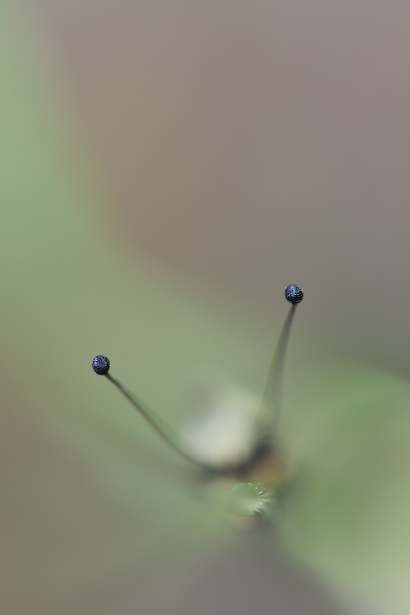 IMG_4639Fo.jpg
