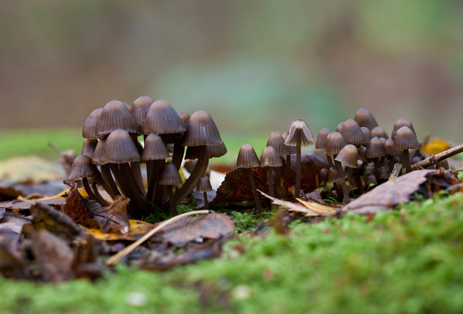 _MG_5096.jpg