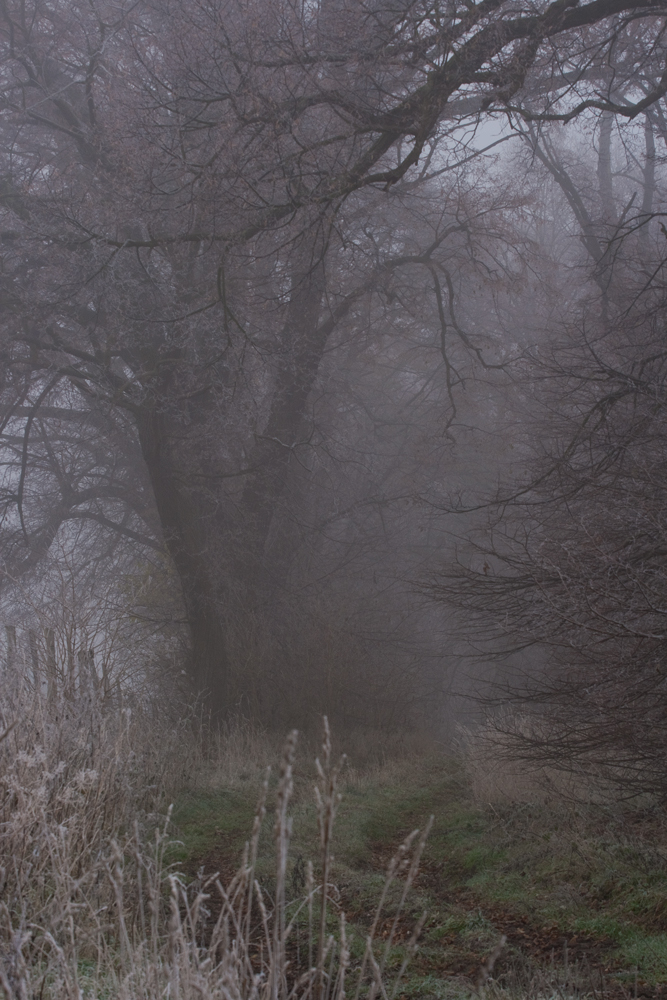 _MG_5643_weg_im_nebel.jpg