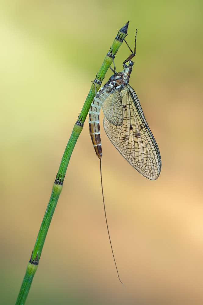 Eintagsfliege-OG270163.jpg
