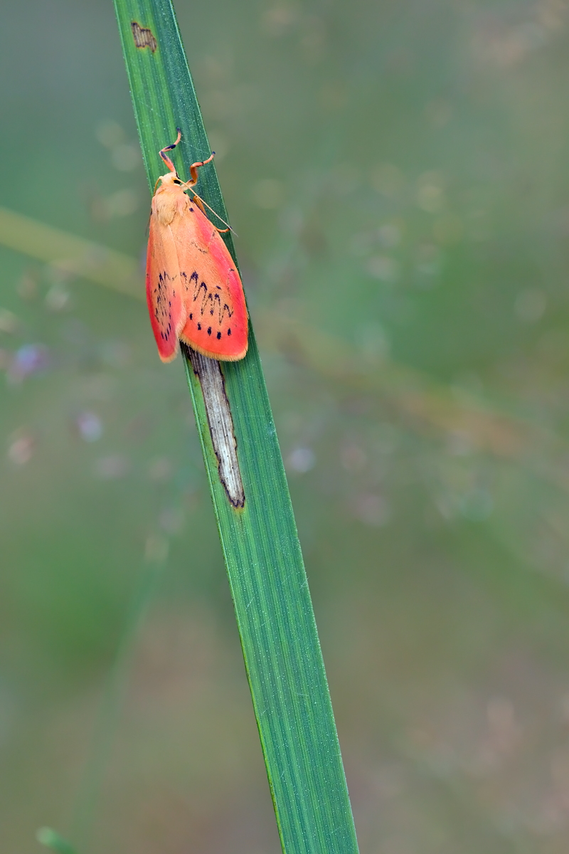09.08.2012-moor 017.JPG