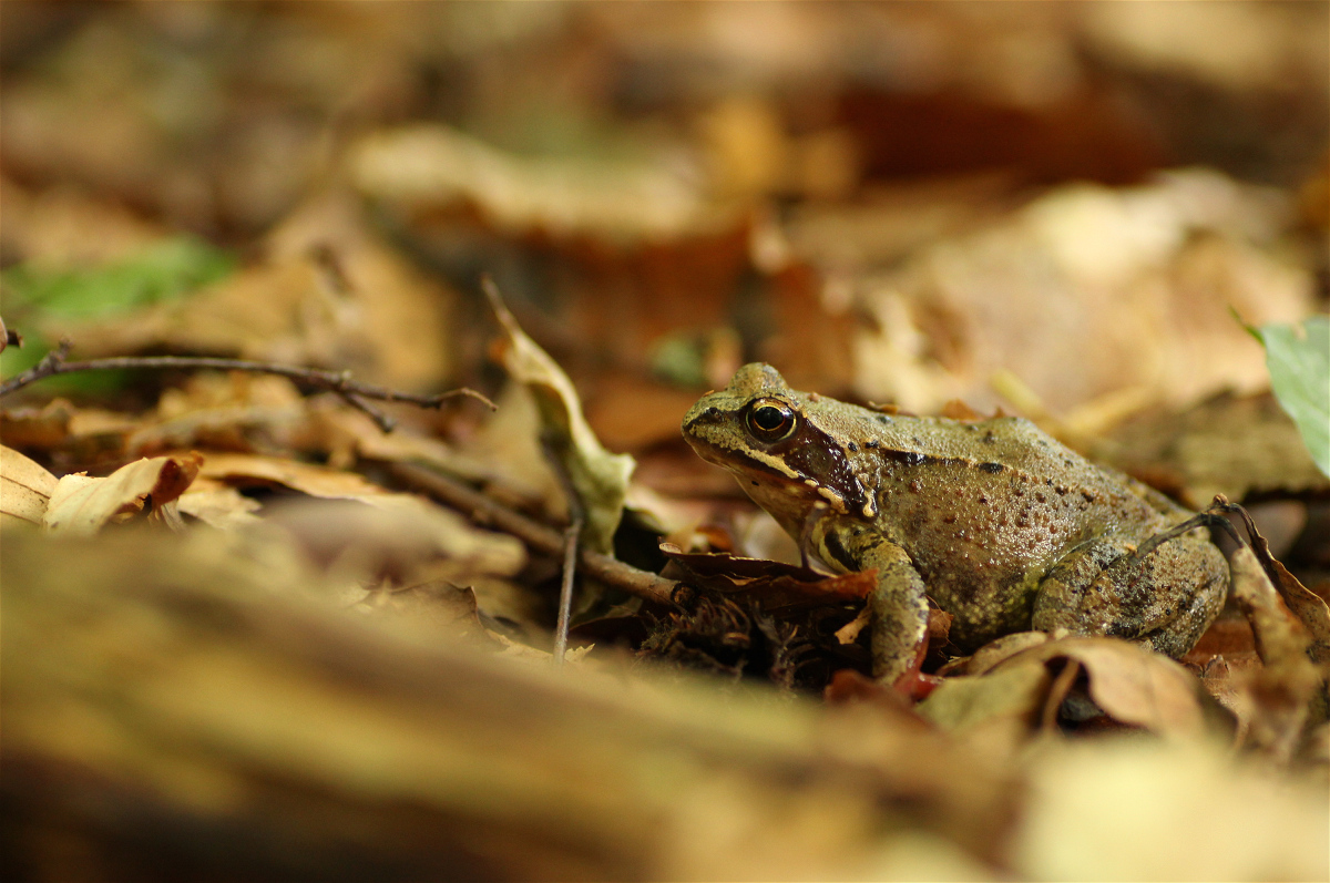 grasfroschtarnung01makro.jpg