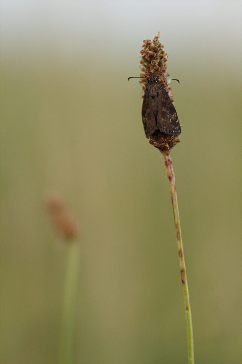 Erynnis tages01makro.jpg