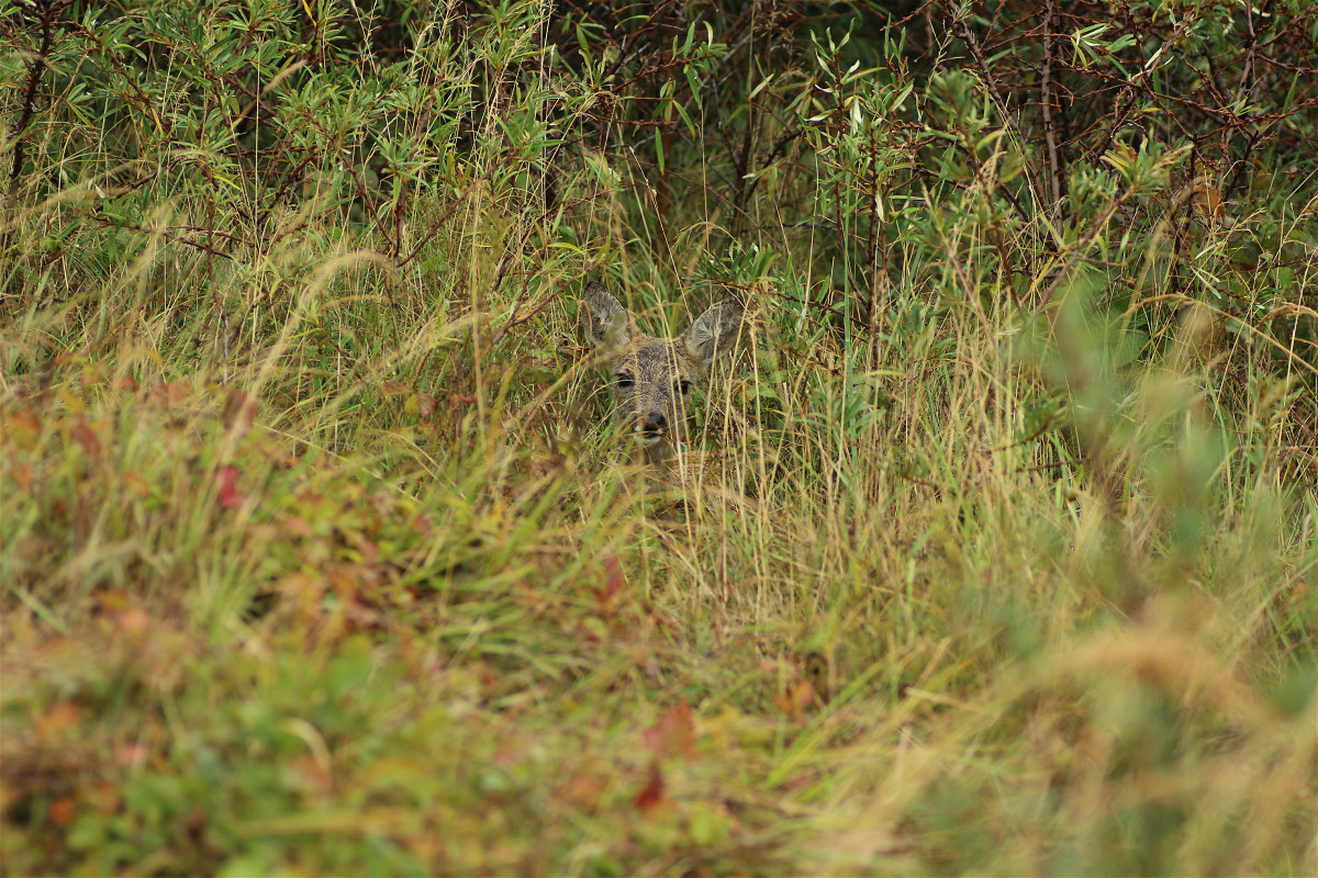 hidden-reh01makro.jpg