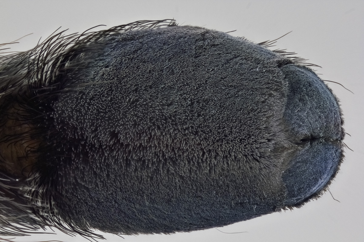 Canon FD 50mm 1,8  Methode C.jpg