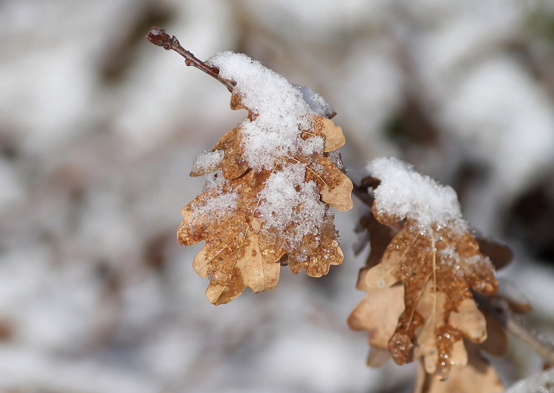 eichenblätter-im-schnee.jpg